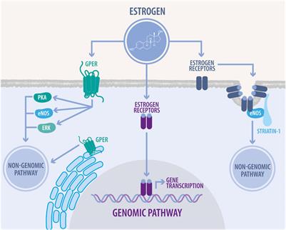 Estrogen signaling as a bridge between the nucleus and mitochondria in cardiovascular diseases